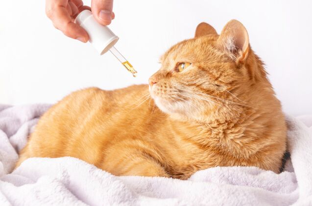 what do i do if my cat ingests marijuana, Photo credit Velement Shutterstock com