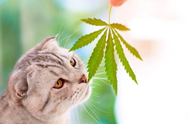 what do i do if my cat ingests marijuana, Photo credit PRO Stock Professional Shutterstock com