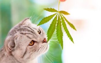 What Do I Do if My Cat Ingests Marijuana?