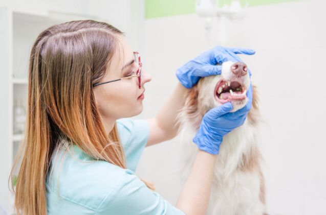 what do i do if my dog has a chipped tooth, Photo credit Ermolaev Alexander Shutterstock com