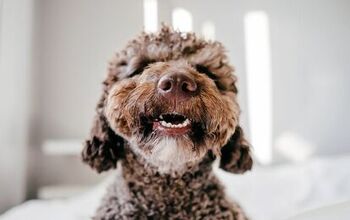 What Do I Do if My Dog Has a Chipped Tooth?