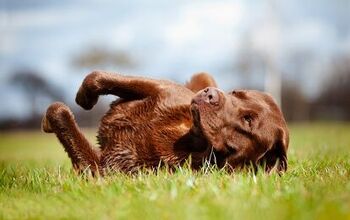 What Do You Know About Whipworms In Dogs?