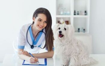 What Factors Go Into Determining Monthly Premium for Dog Insurance?