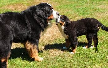 What is a Double Coated Dog?