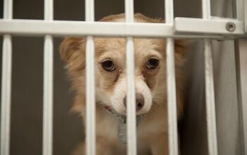 What Is A Puppy Mill?