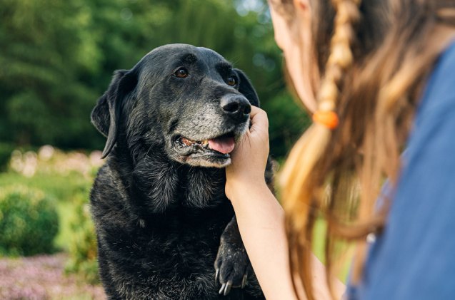 what is better for dog arthritis heat or cold, JPRFPhotos Shutterstock