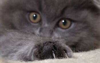 What is Cat Scratch Fever and How Can You Avoid Being Infected?