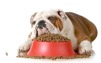 What is Dog Bloat?