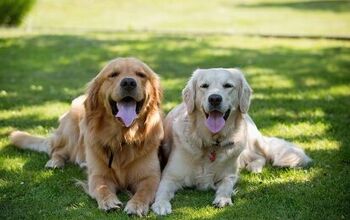 What is Hypothyroidism in Dogs?