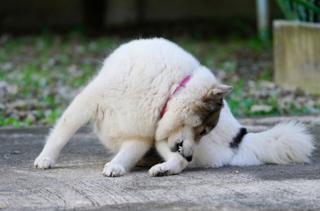 what is pyoderma in dogs, Photo credit KPhrom Shutterstock com