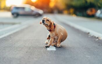 What Is Pyoderma In Dogs?