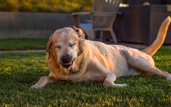 What Is Reverse Sneezing in Dogs?