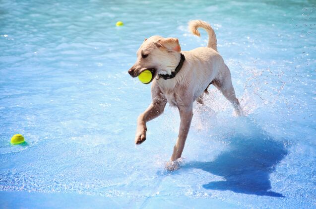 what is water intoxication in dogs, Photo credit Annette Shaff Shutterstock com