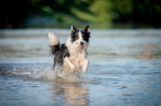 what is water intoxication in dogs, Photo credit el ka Shutterstock com