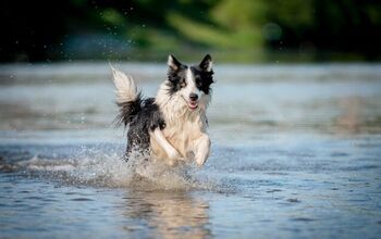 What is Water Intoxication in Dogs?