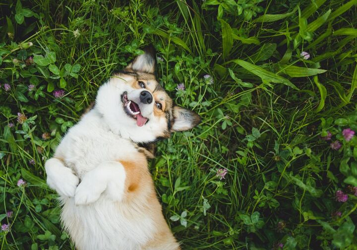 what shapes your dogs personality harvard neuroscientists reveal, Jus Ol Shutterstock