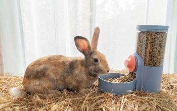 What Should I Do if My Rabbit Stops Eating?