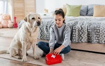 What Should I Include in a Pet First Aid Kit?