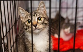 What to Buy Before Adopting a Cat