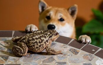 What To Do If My Dog Licks or Eats a Toad?