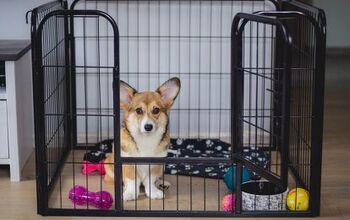 What to Do When Your Puppy Cries At Night In His Crate