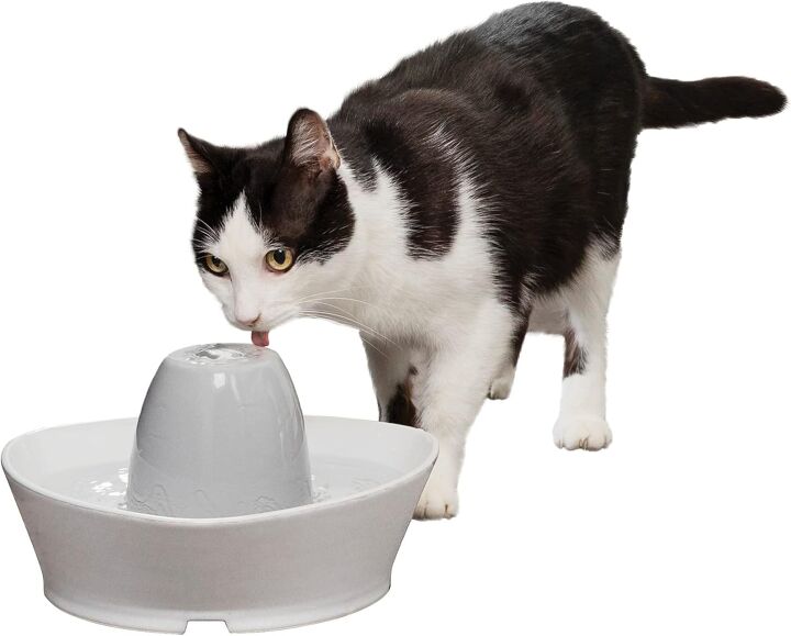 what to know about dehydration in cats