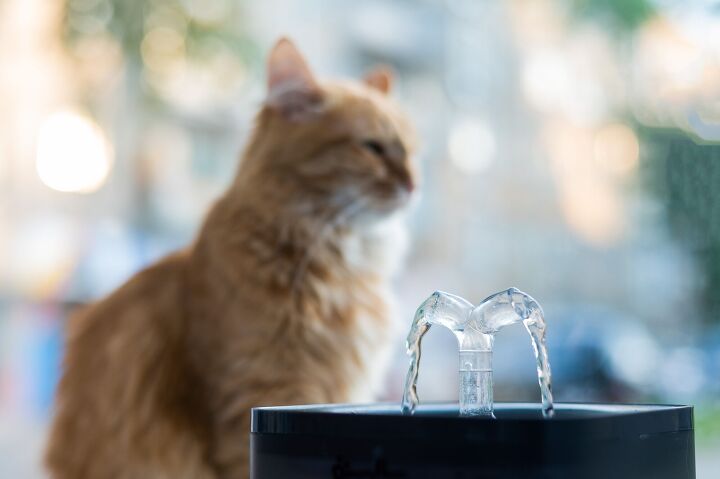 what to know about dehydration in cats, Reshetnikov art Shutterstock