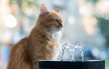 What to Know About Dehydration in Cats