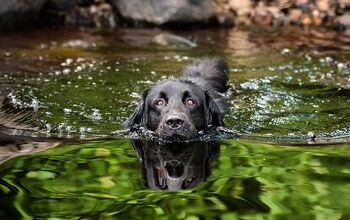 What to Know About Swim Safety for Dogs