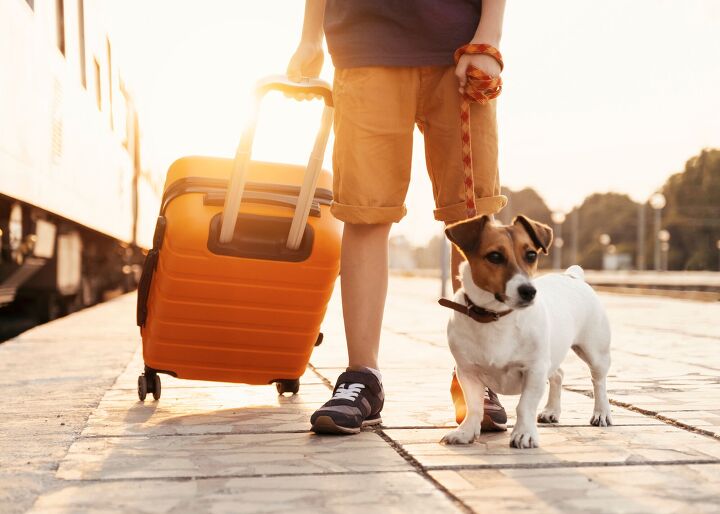 what to look for in a pet friendly hotel, Larina Marina Shutterstock