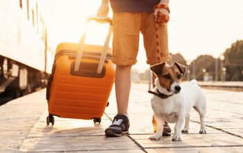 What to Look for in a Pet-Friendly Hotel