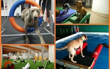 What You Need To Know About Indoor Dog Parks