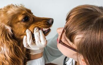 What You Should Know About Dog Dental Cleaning Costs