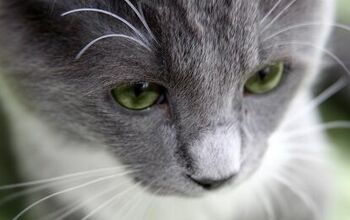 What You Should Know About Feline Lower Urinary Tract Disease