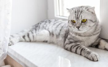 What You Should Know About Feline Pancreatitis