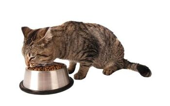 What’s Wrong With Feeding Your Cat Kibble?