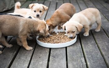 When Can a Puppy Start Eating Kibble?