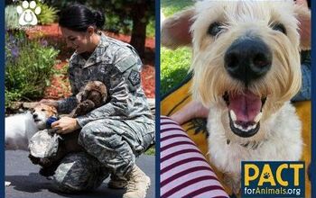 When Duty Calls, PACT Offers Pets A Temporary Home Away From Home