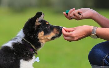 When is the Best Time to Start Puppy Training?