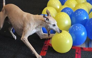 Whippet Pops Them Good As He Breaks World Record [Video]