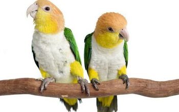 White Bellied Caique