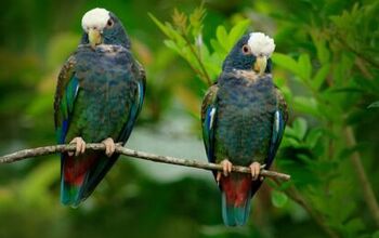 White Capped Pionus