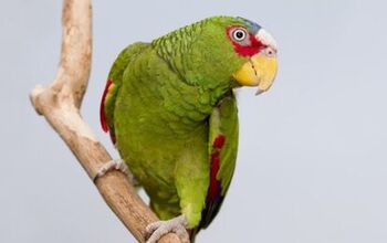 White Fronted Amazon