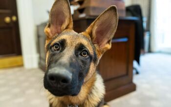 White House Pooch, Commander, Bites Back!