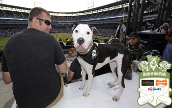 White Sox’s Bark at the Park Sets Out to Break a Guinness World Reco