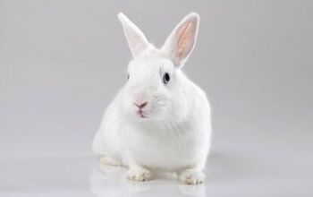 White Vienna Rabbit