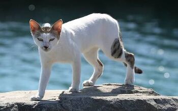 Who Knew? Abu Dhabi Has Its Very Own “Cat Island”