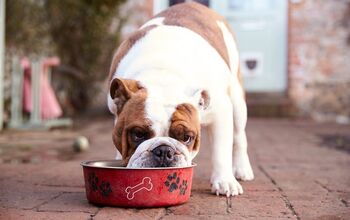 Why Choosing Grain-Free Pet Food Isn’t Always the Healthiest Option