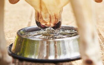 Why Do Cats and Dogs Drink Water So Differently, Anyway?