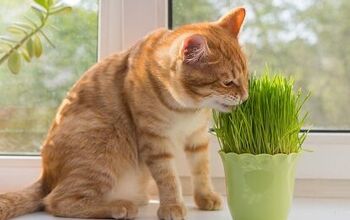 Why Do Cats Eat Grass?